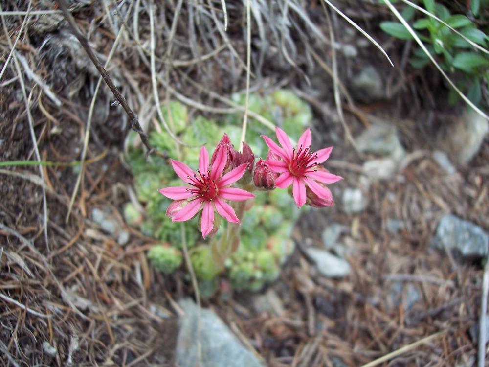 terzo e ultimo grazie - Sempervivum